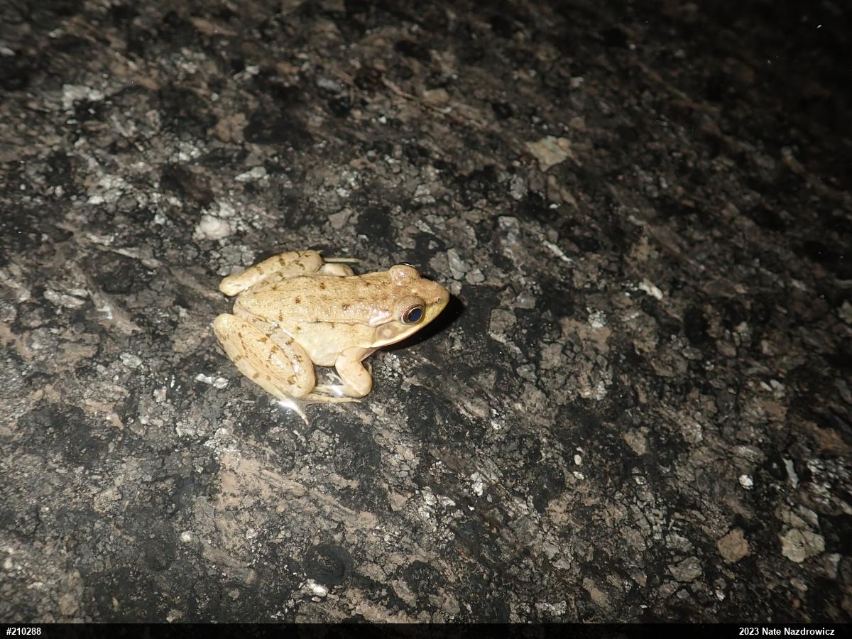 Green Frog