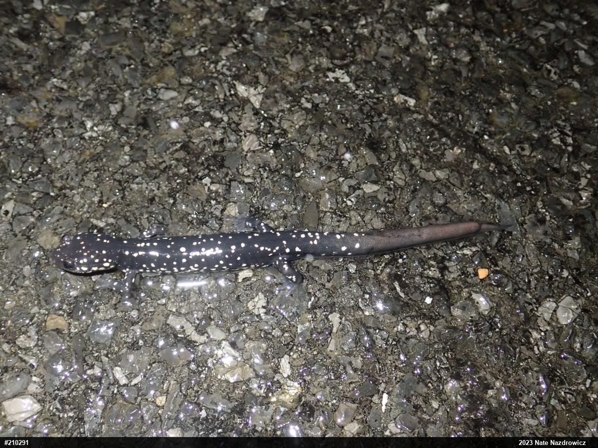 Northern Slimy Salamander