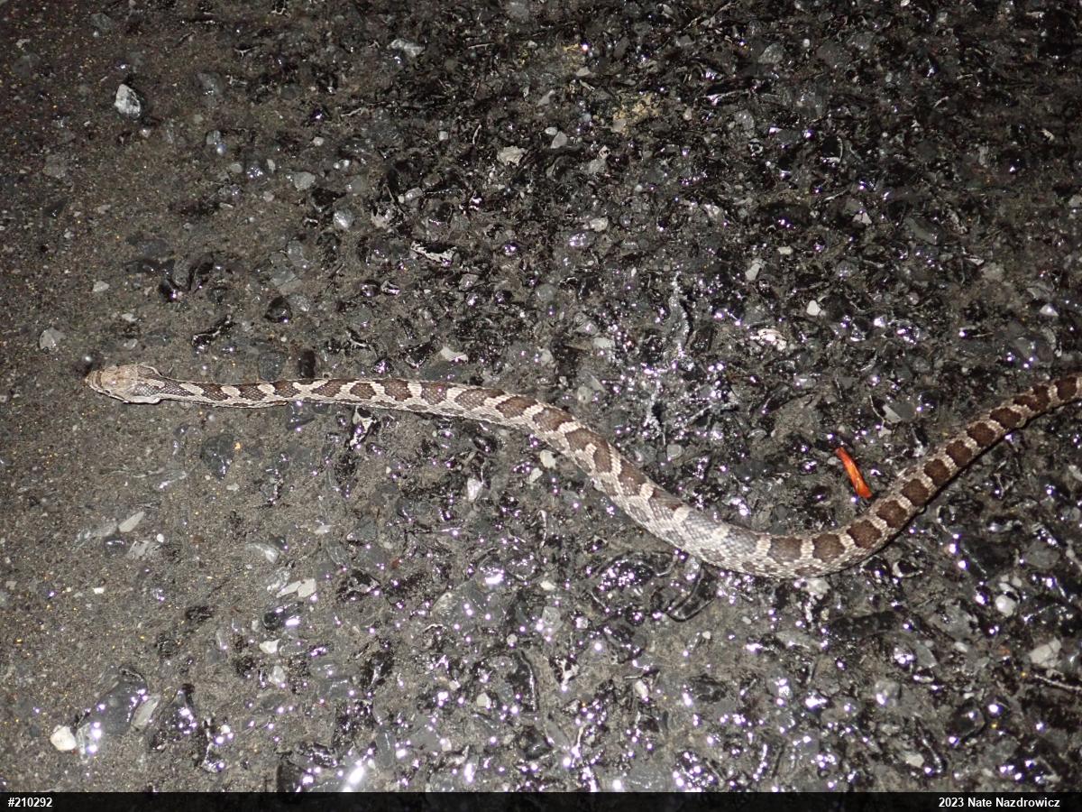 Eastern Ratsnake