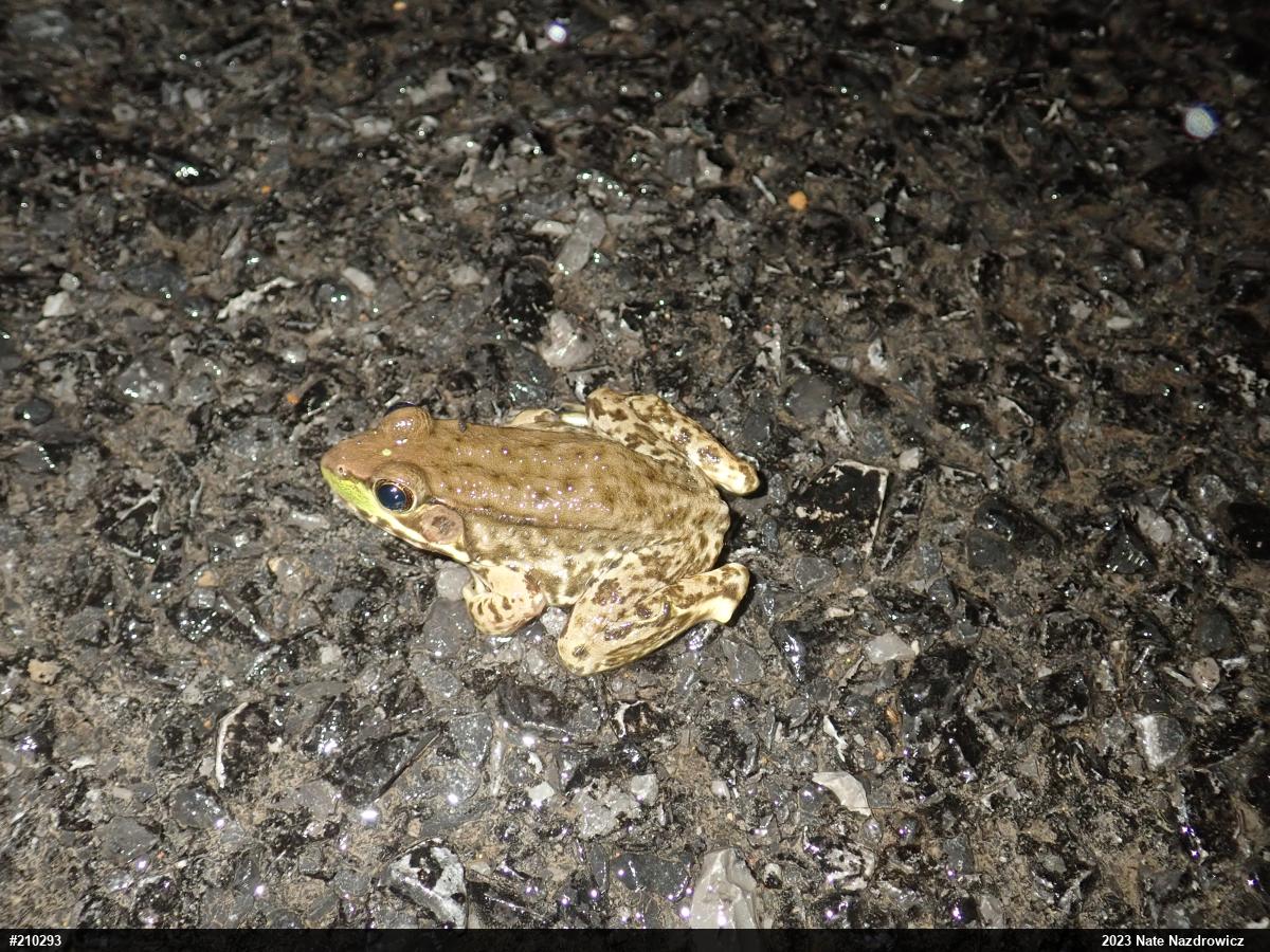 Green Frog
