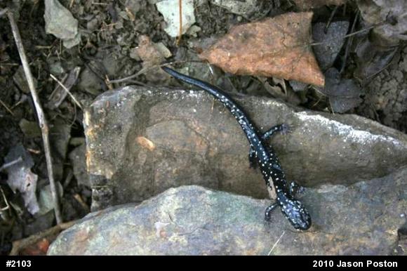 Northern Slimy Salamander