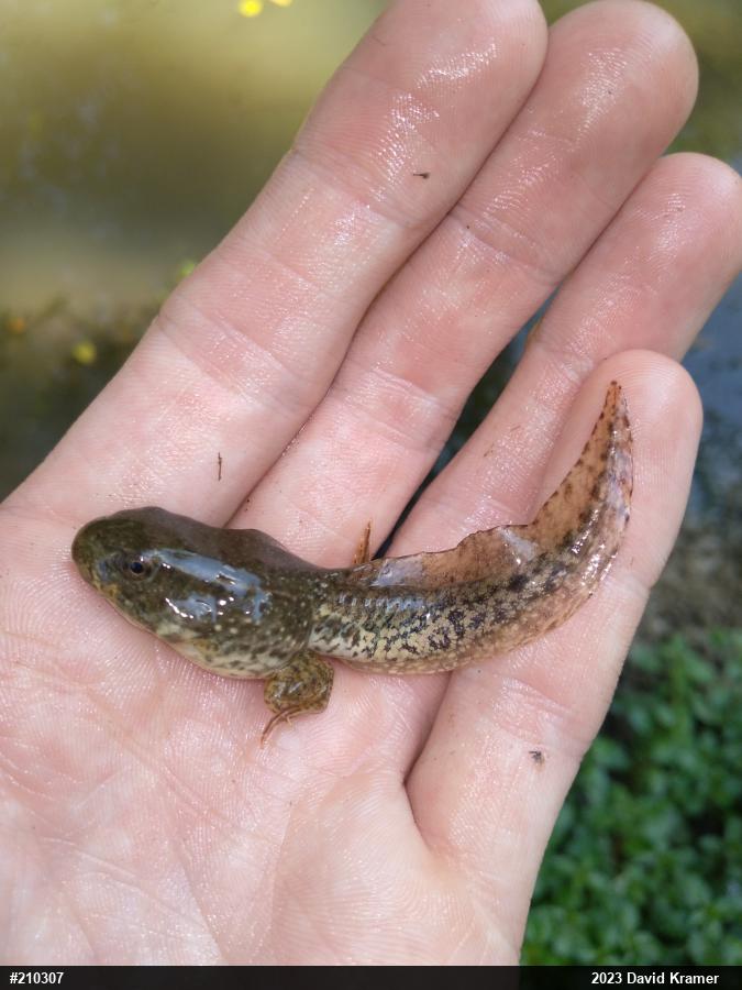 Green Frog