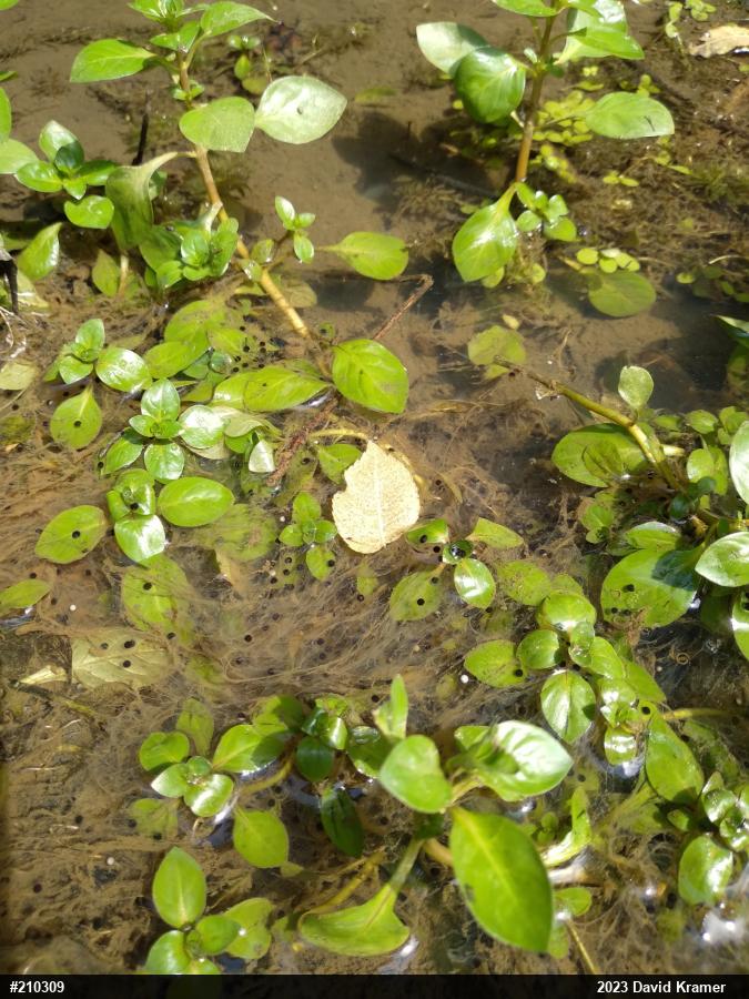 Green Frog