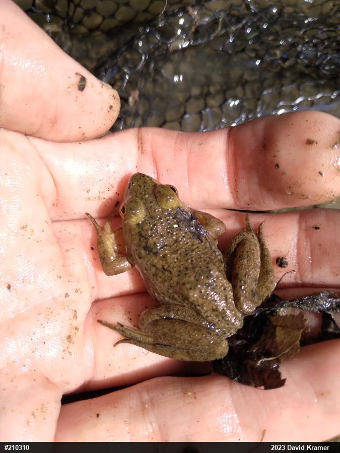 American Bullfrog