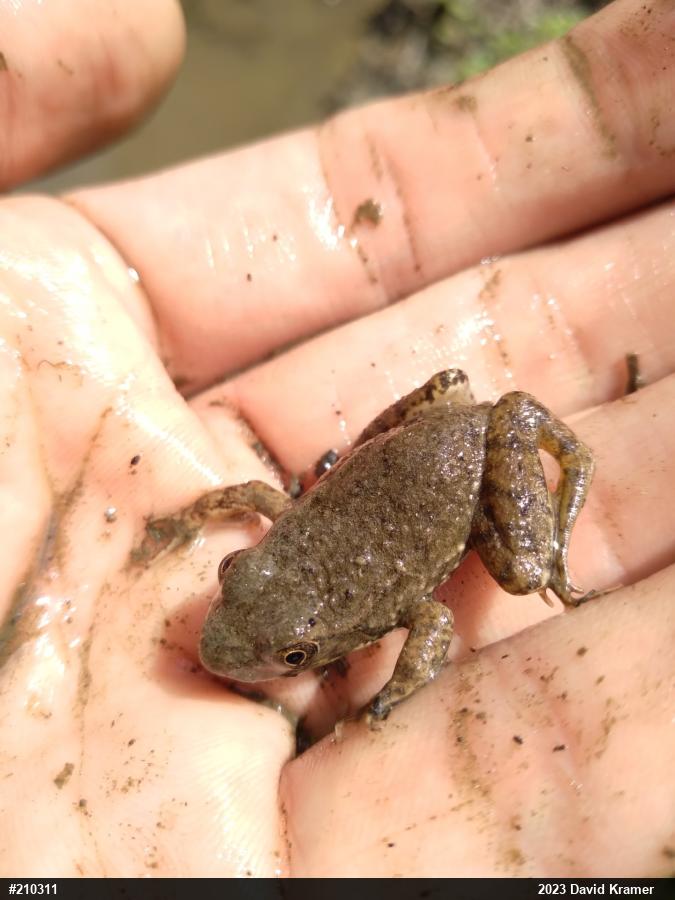 American Bullfrog
