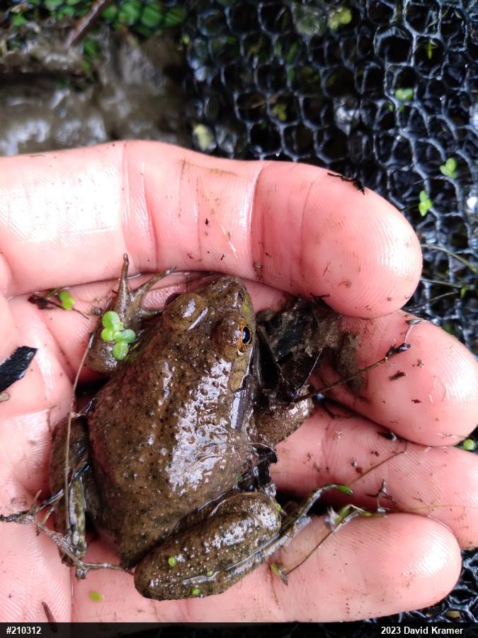 American Bullfrog
