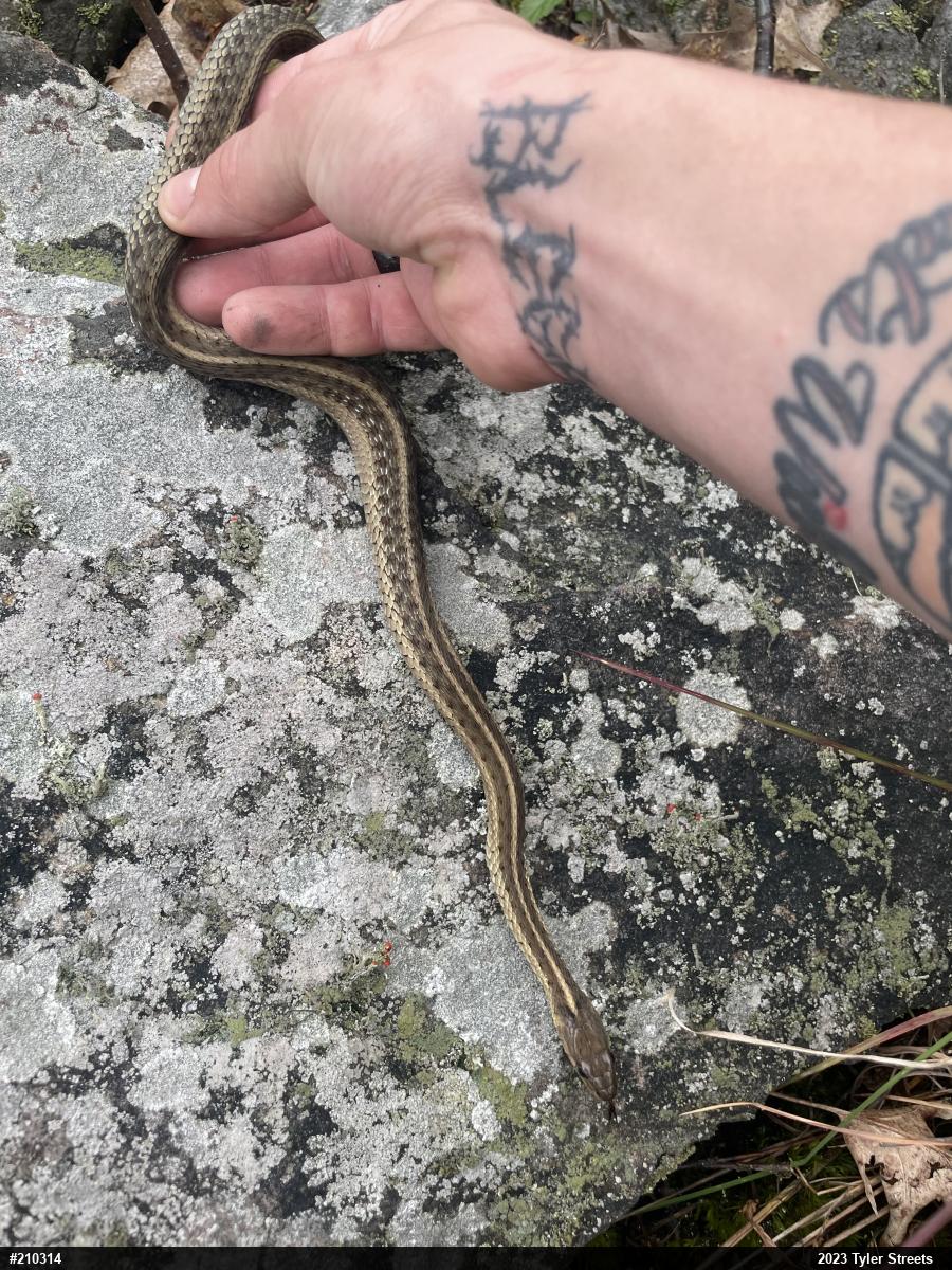 Eastern Gartersnake