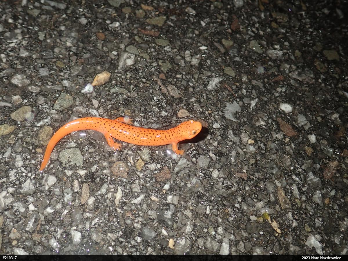 Northern Red Salamander