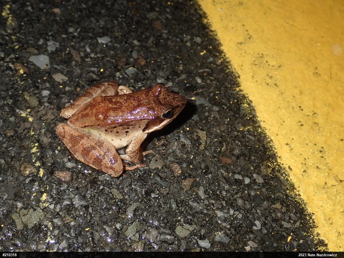Wood Frog