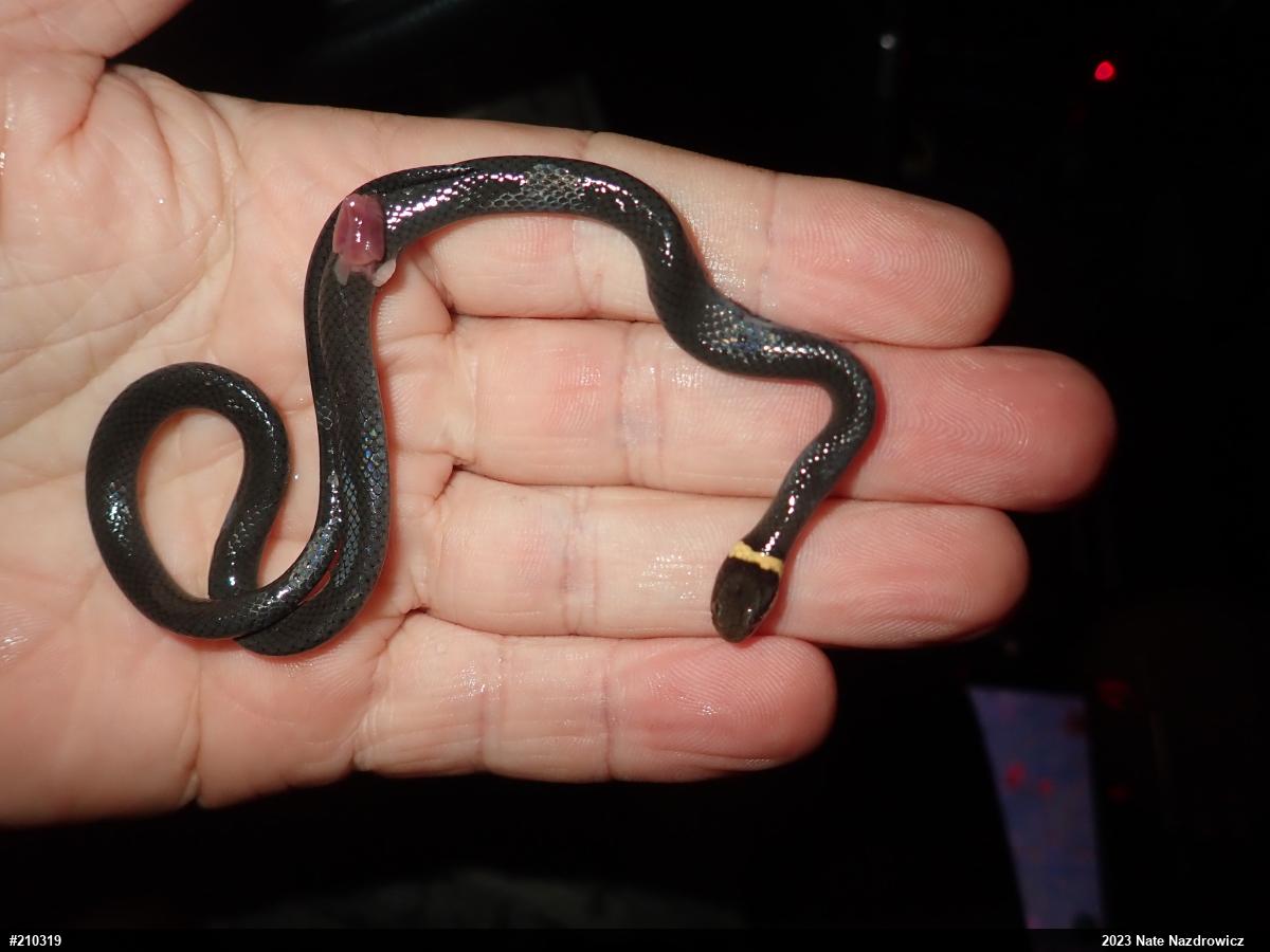 Northern Ring-necked Snake