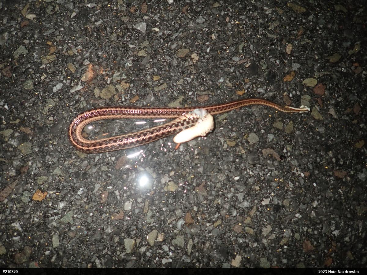 Eastern Gartersnake