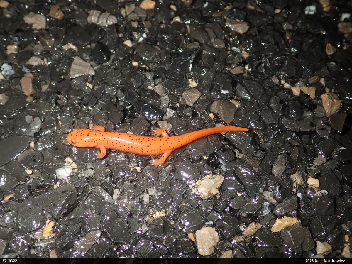 Northern Red Salamander