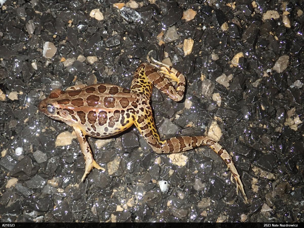 Pickerel Frog