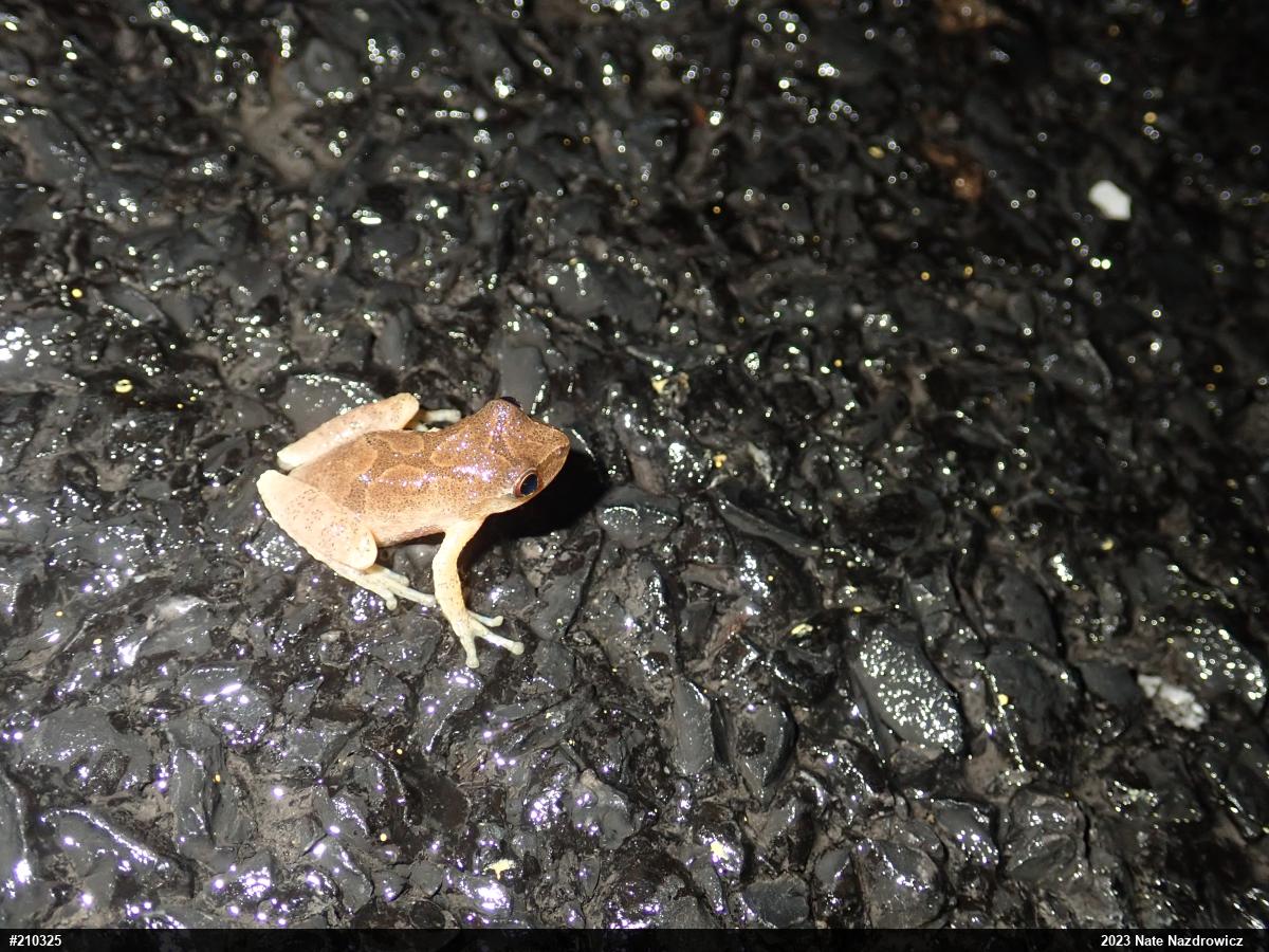 Spring Peeper