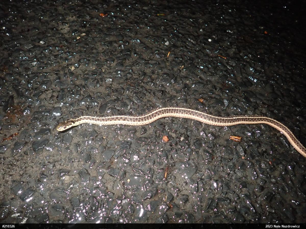Eastern Gartersnake
