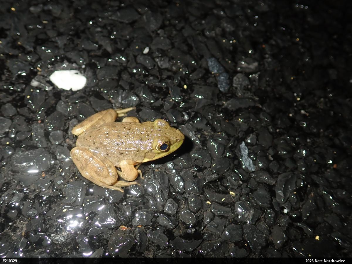 American Bullfrog