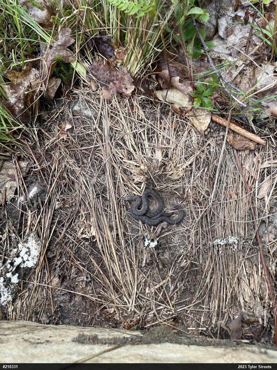 Eastern Gartersnake