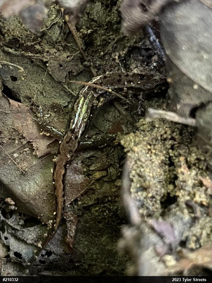 Northern Dusky Salamander