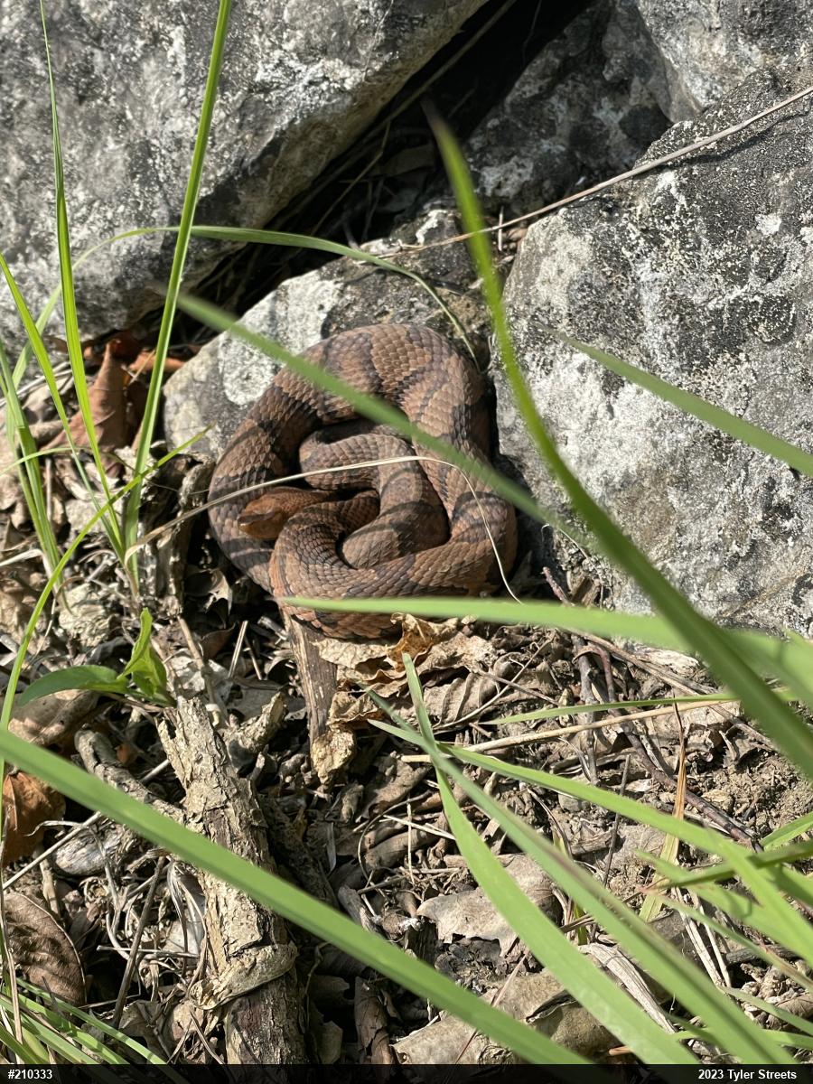 Northern Copperhead