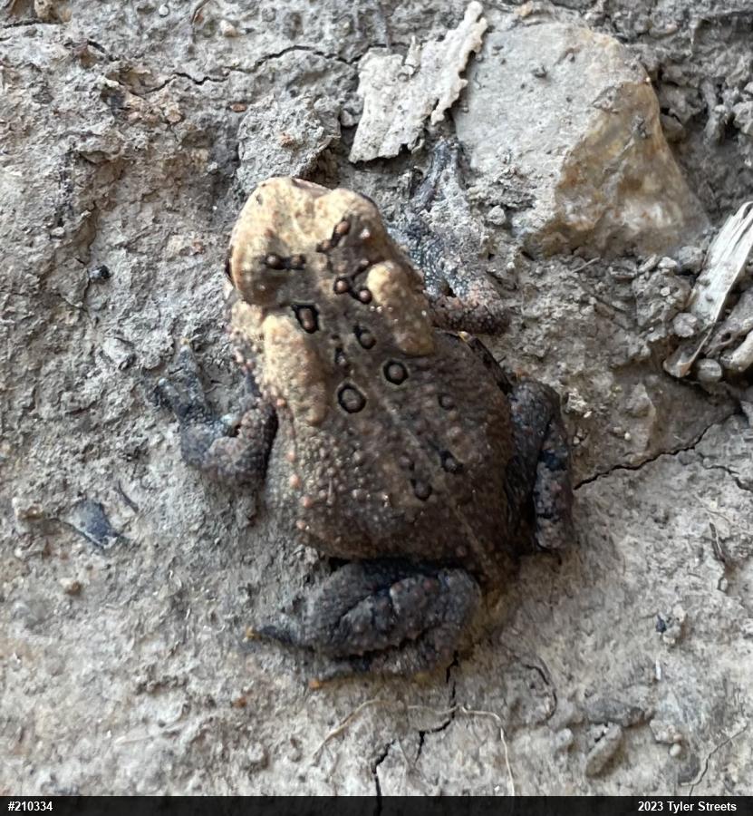 Eastern American Toad