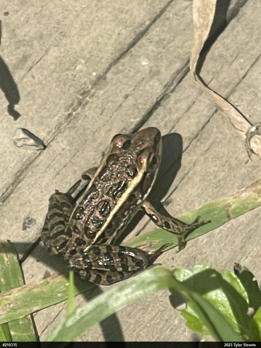 Pickerel Frog