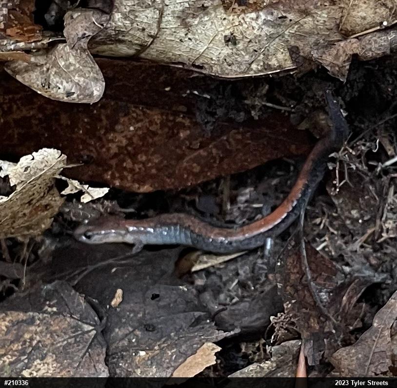 Eastern Red-backed  Salamander