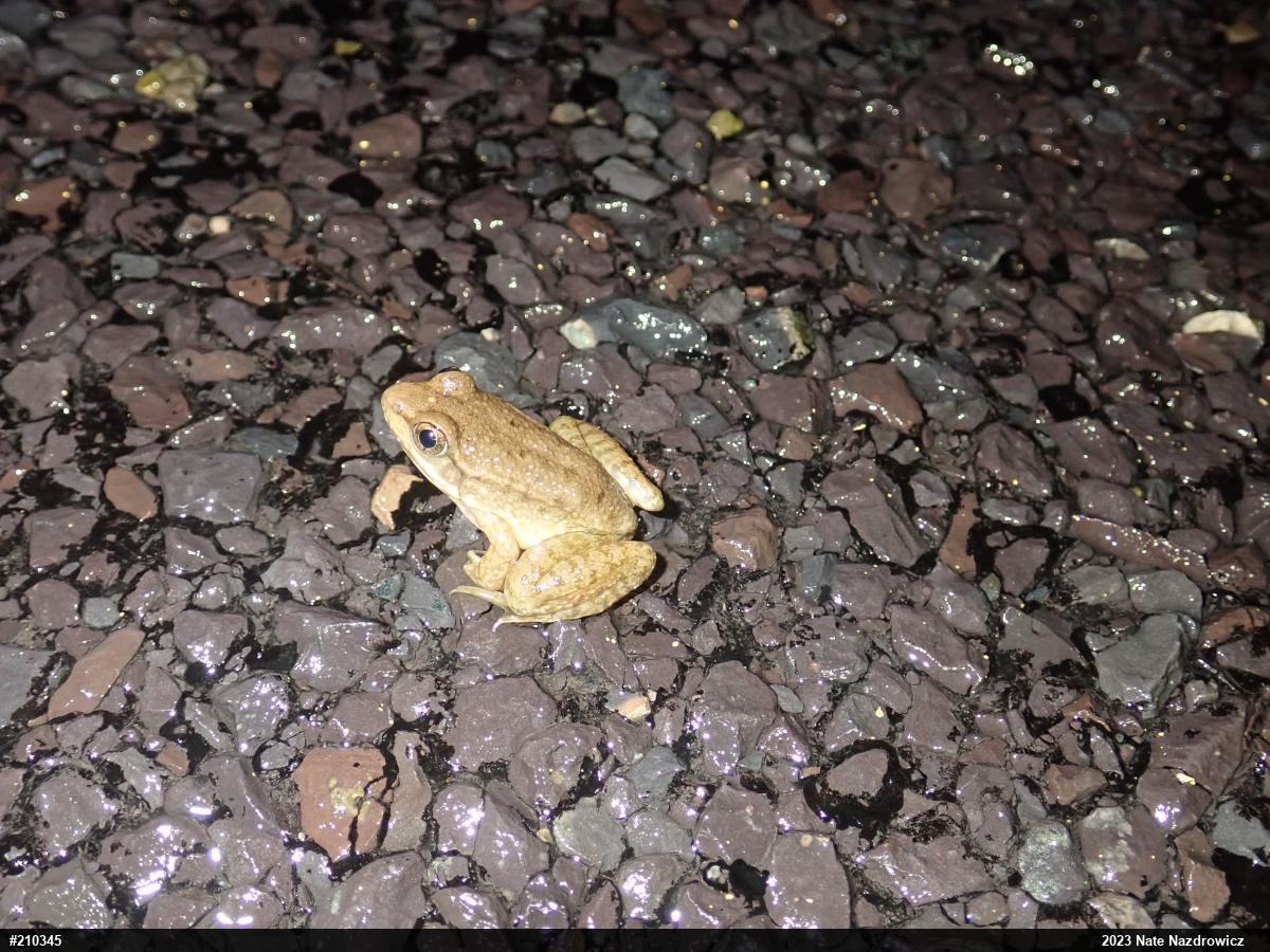 Green Frog