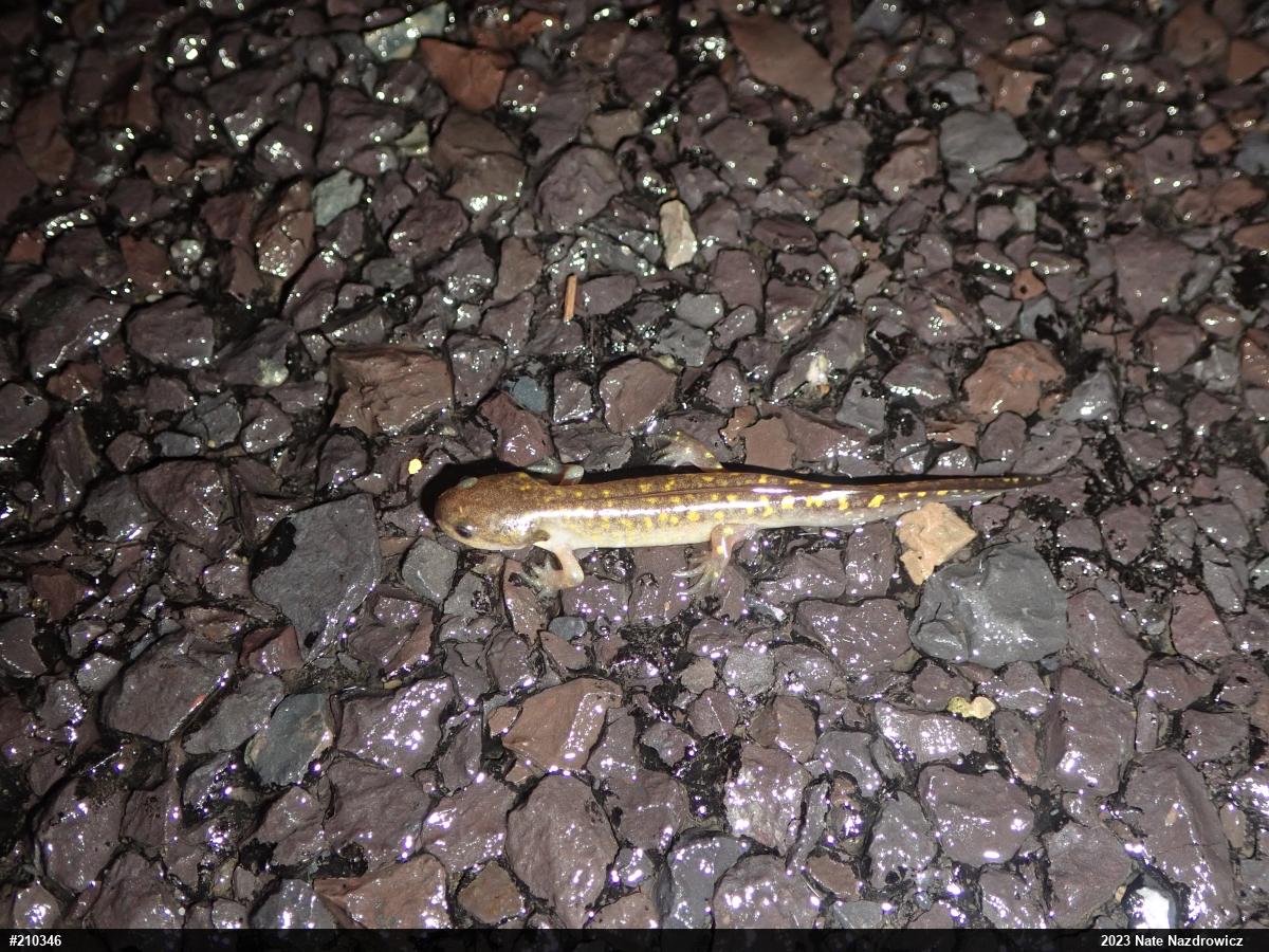 Spotted Salamander