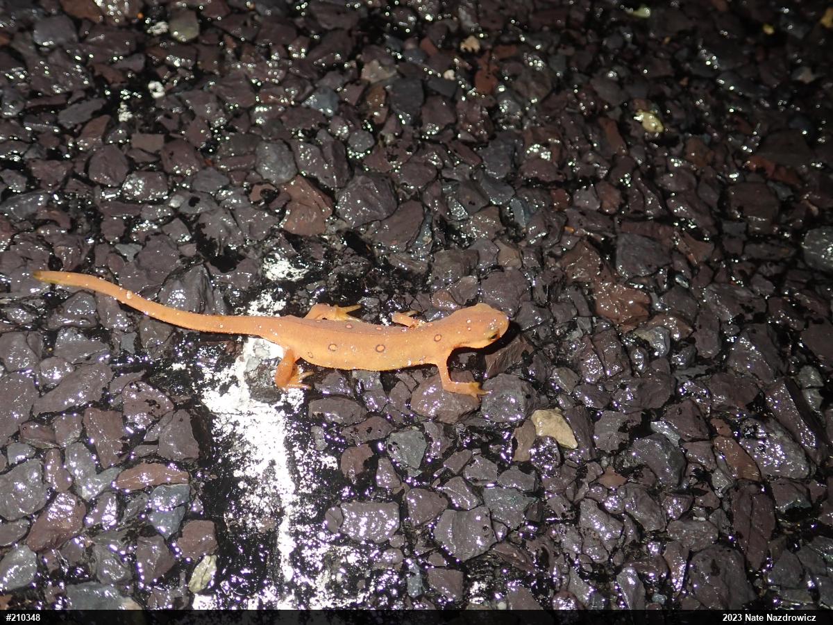 Red-spotted Newt