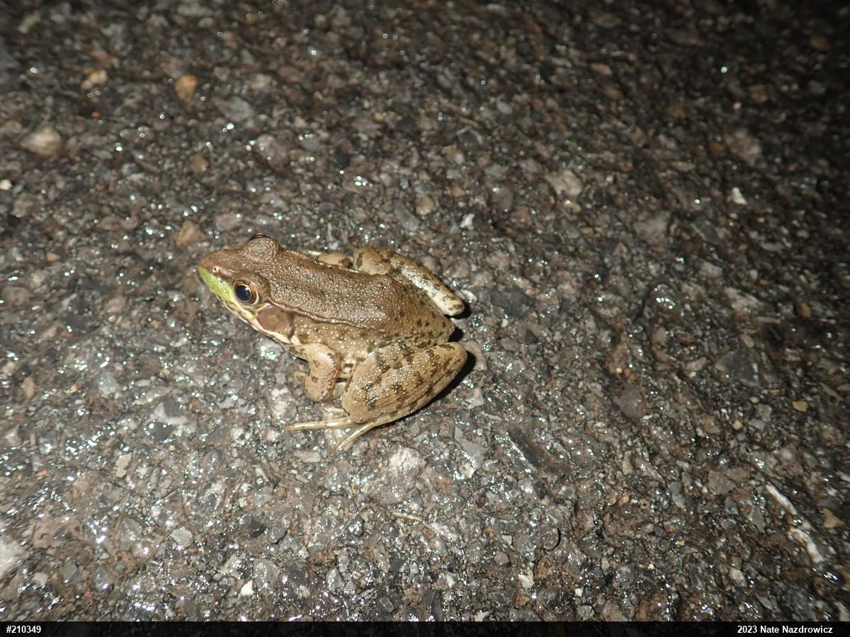 Green Frog