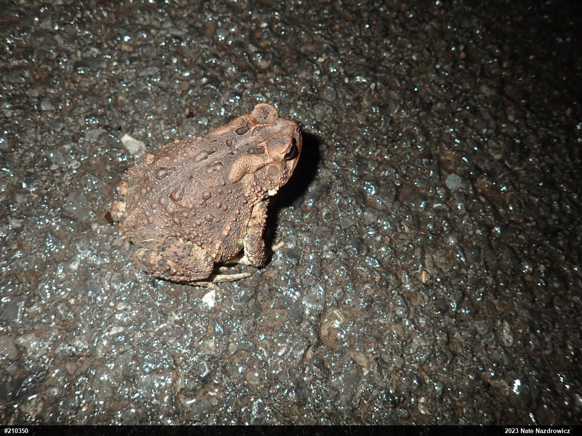 Eastern American Toad