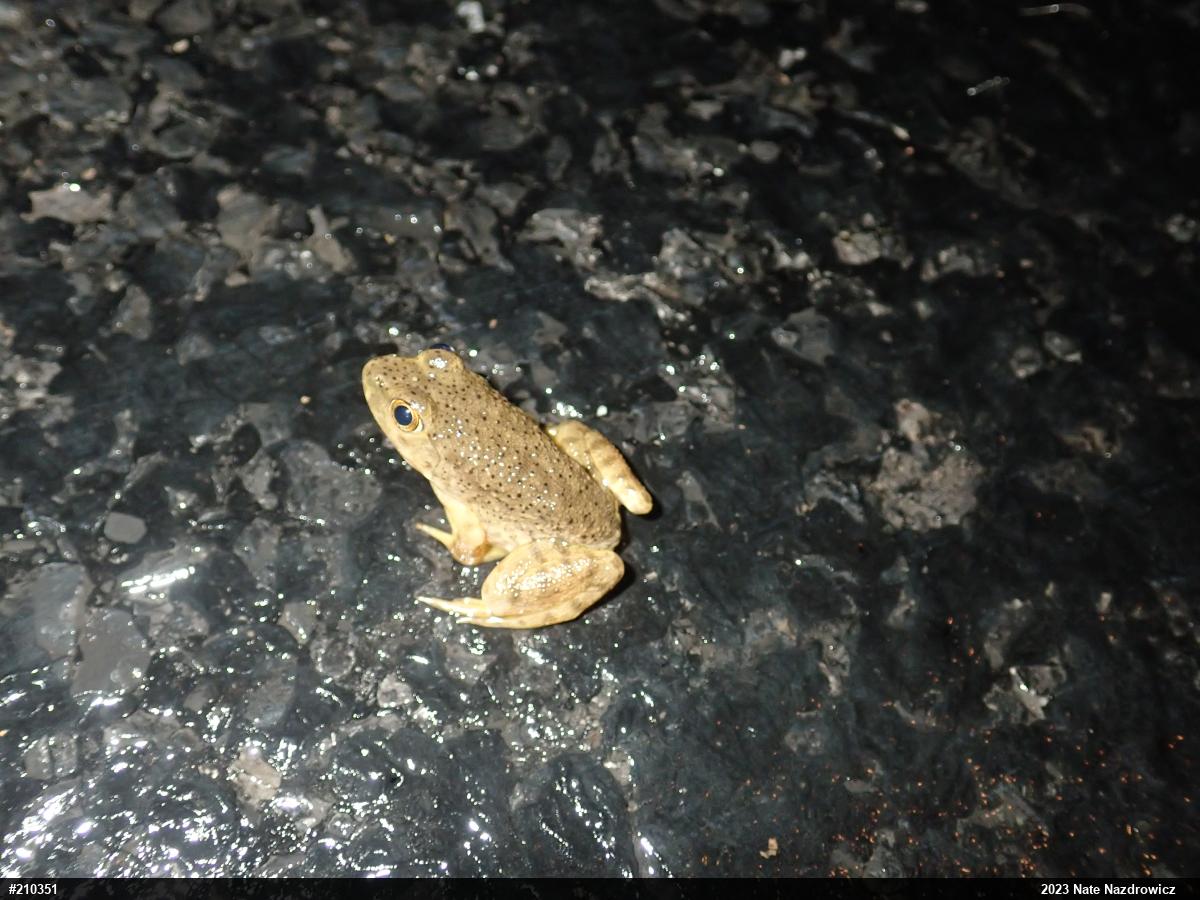 American Bullfrog