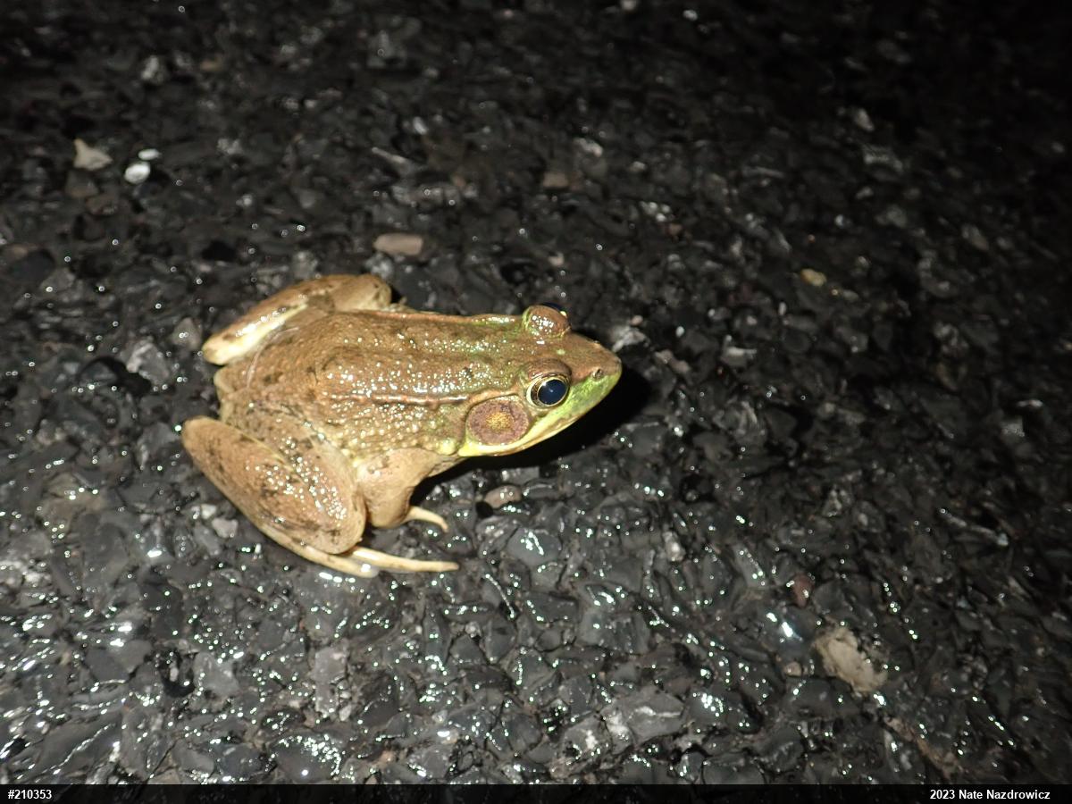 Green Frog
