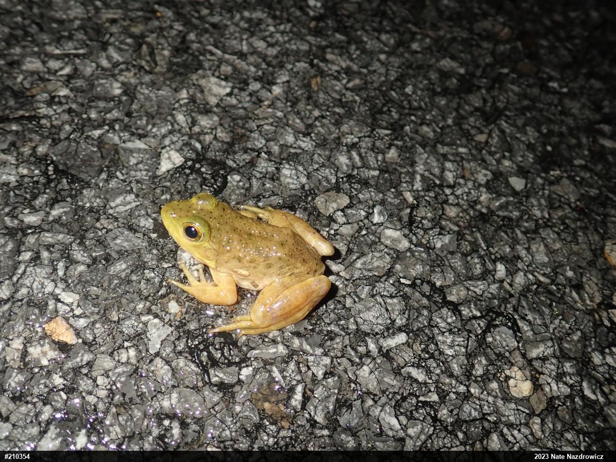 American Bullfrog