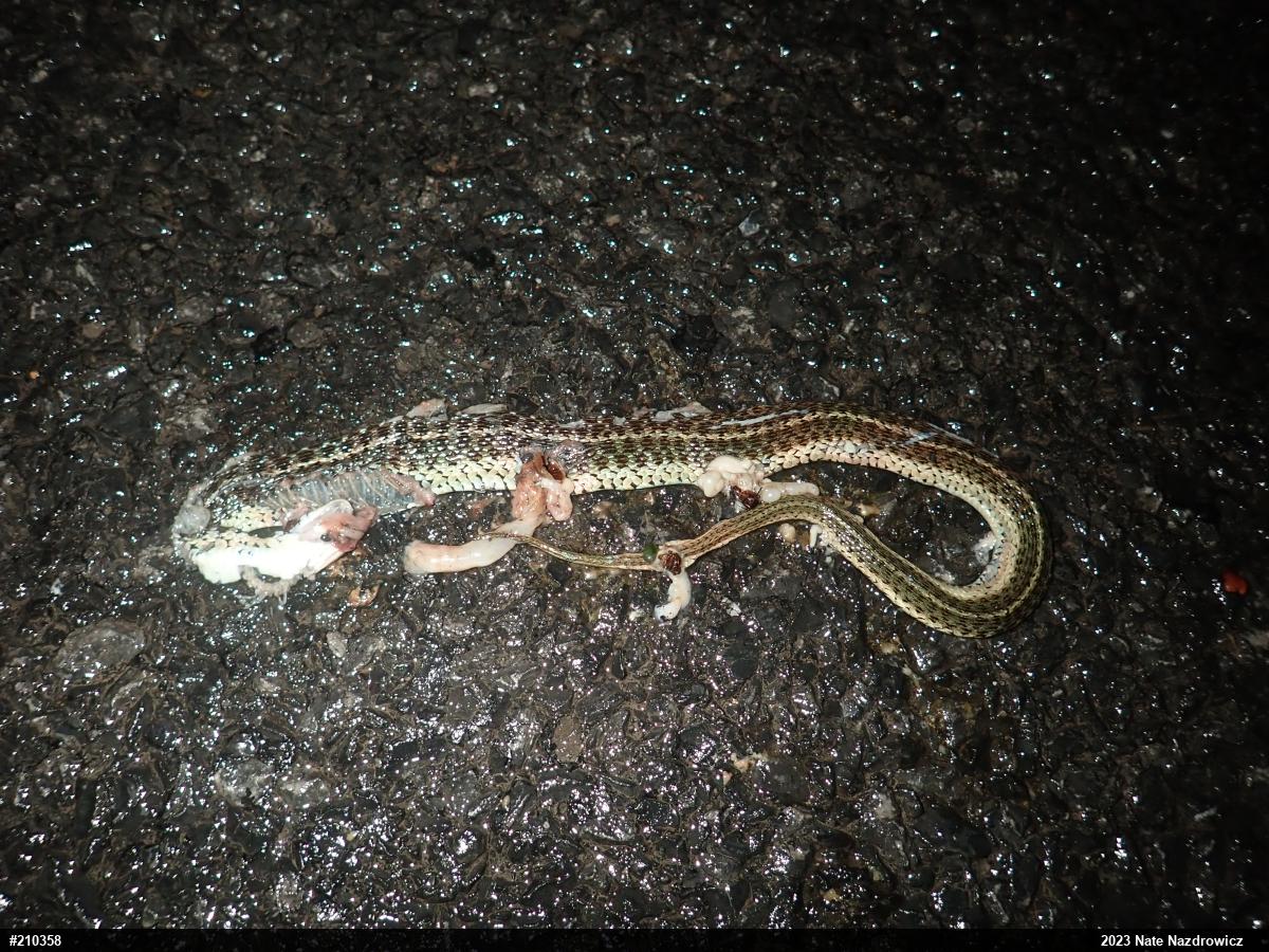 Eastern Gartersnake