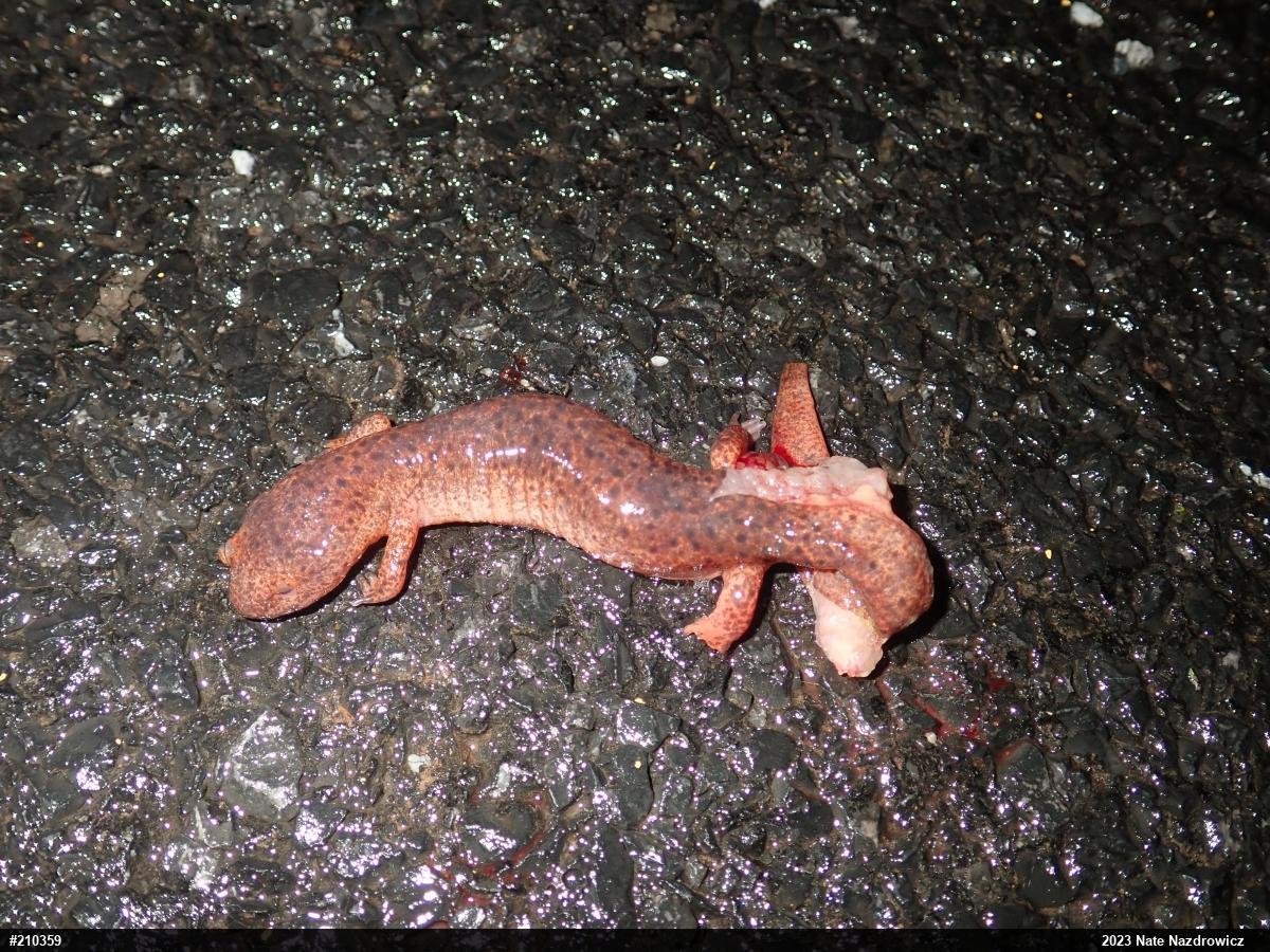 Northern Red Salamander