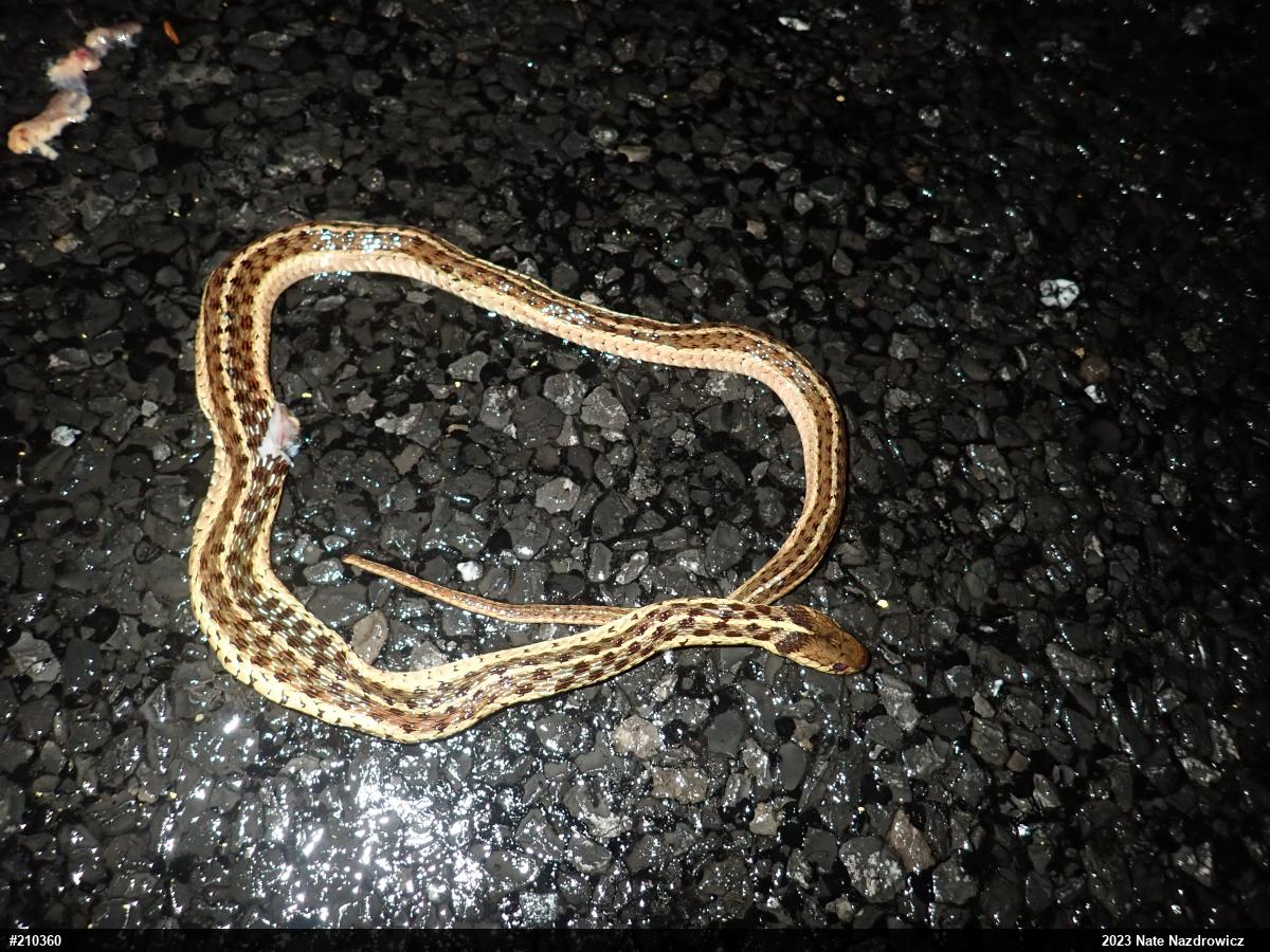 Eastern Gartersnake