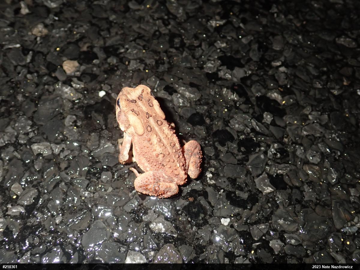 Eastern American Toad