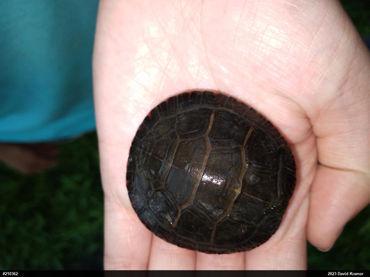 Painted Turtle