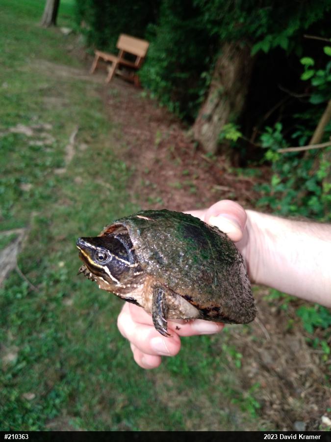 Eastern Musk Turtle