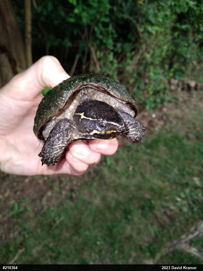 Eastern Musk Turtle
