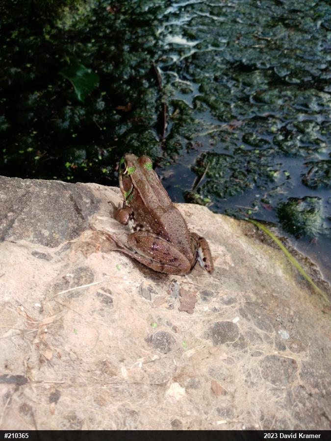 Green Frog