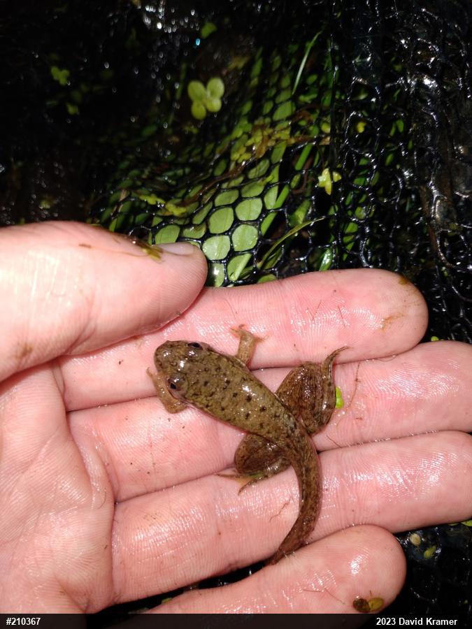 Green Frog