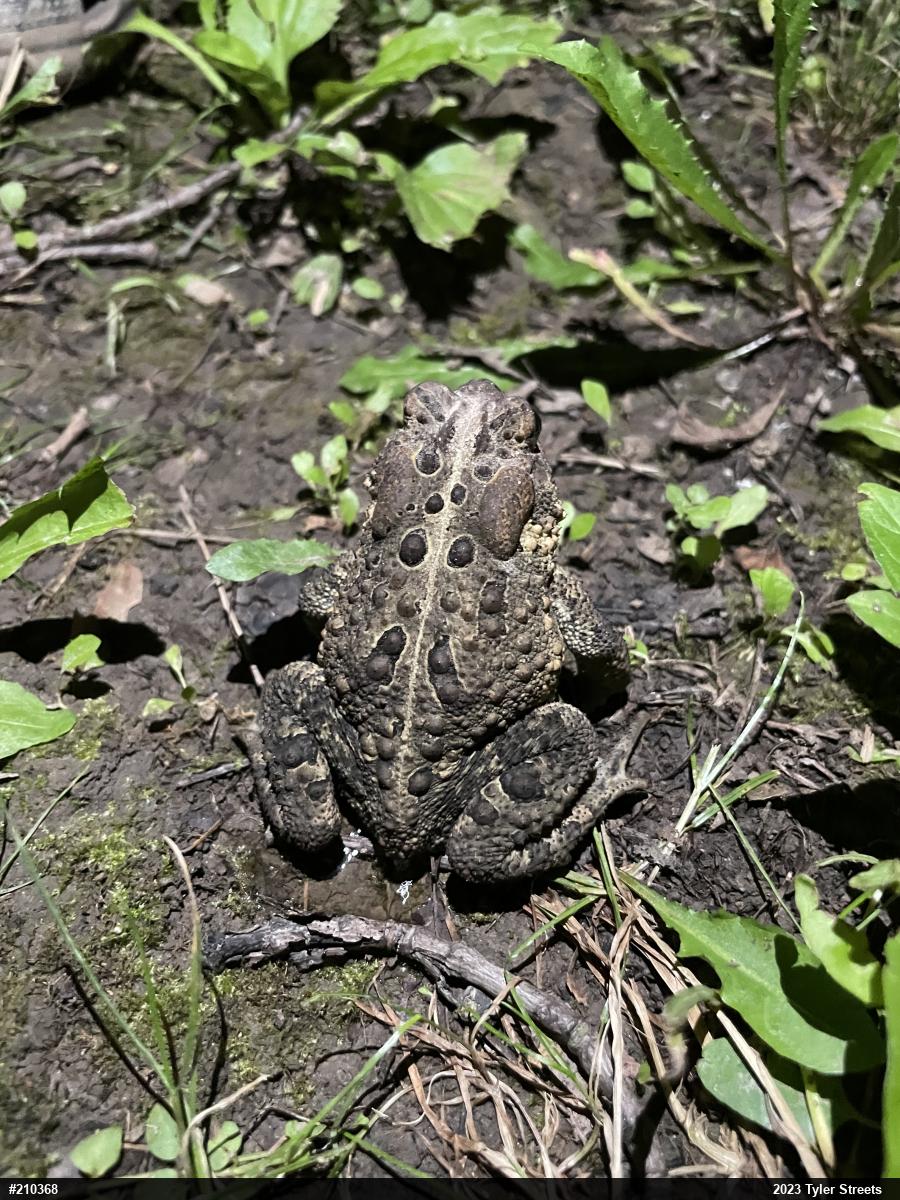 Eastern American Toad