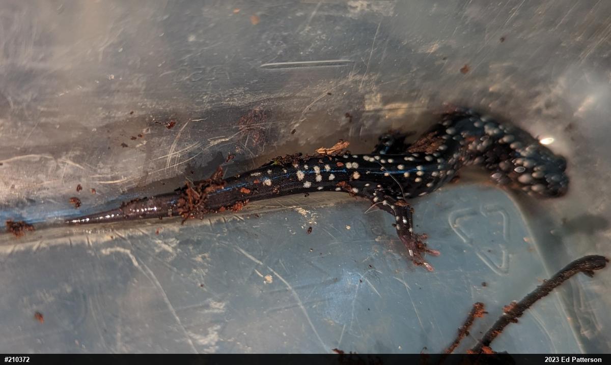 Northern Slimy Salamander