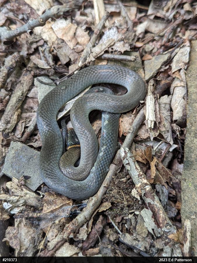 Northern Ring-necked Snake