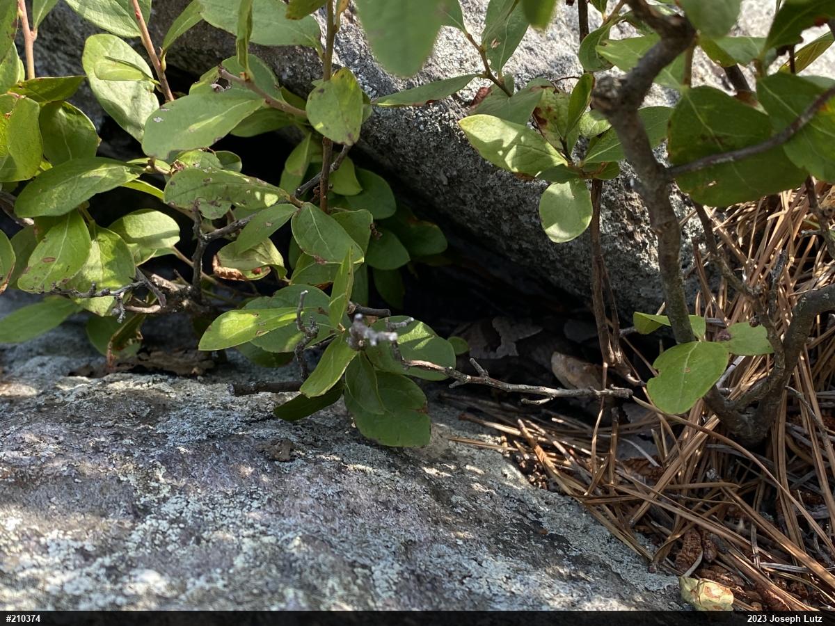 Northern Copperhead