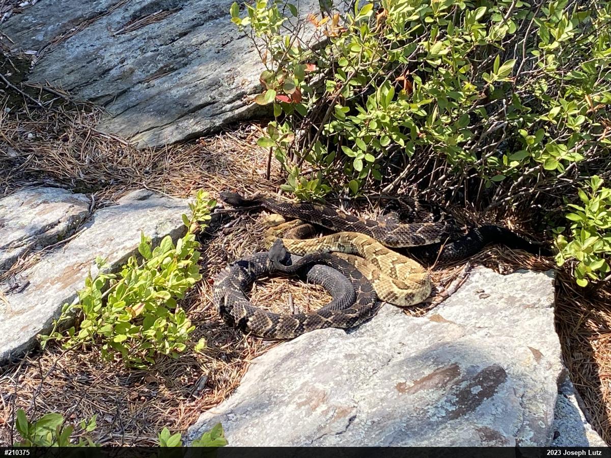 Timber Rattlesnake