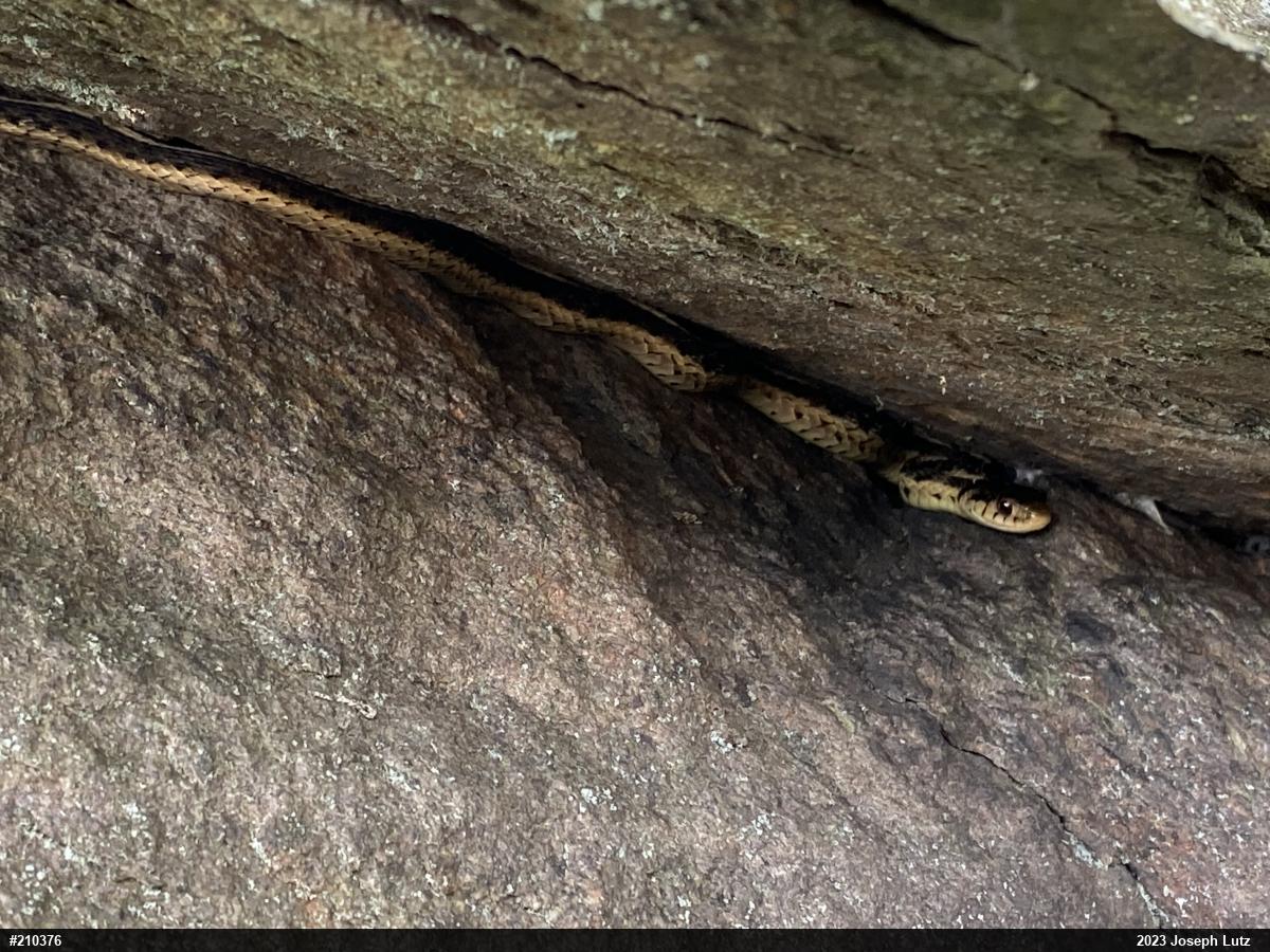 Eastern Gartersnake