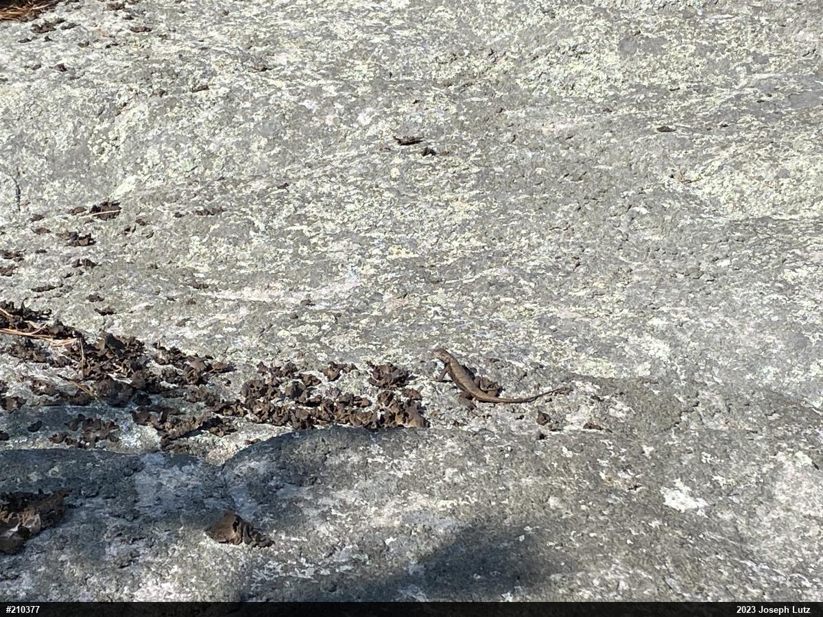Eastern Fence Lizard